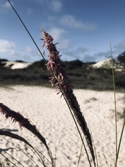 Sporobolus coarctatus