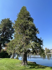 Calocedrus decurrens