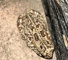 Sclerophrys gutturalis