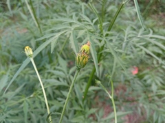 Bidens subalternans
