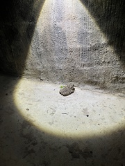 Sclerophrys gutturalis