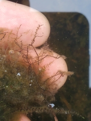 Odontoschisma fluitans