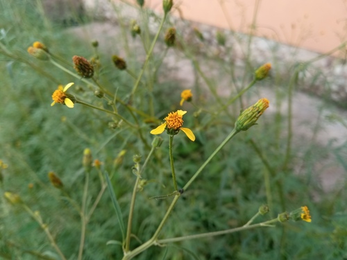 Picão-preto (Bidens subalternans)
