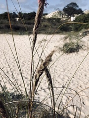Sporobolus coarctatus