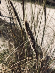 Sporobolus coarctatus