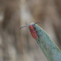 Tetraopes femoratus