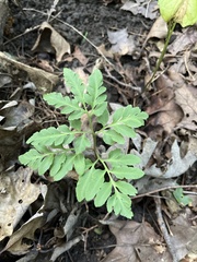 Sceptridium biternatum