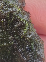 Odontoschisma fluitans