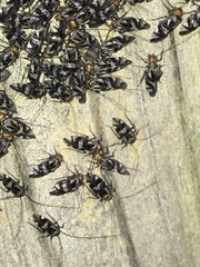 Cerastipsocus trifasciatus