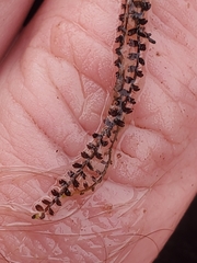 Odontoschisma fluitans