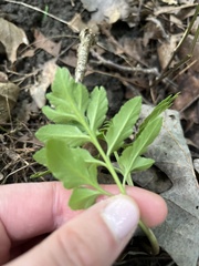 Sceptridium biternatum