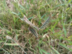 Eleusine tristachya