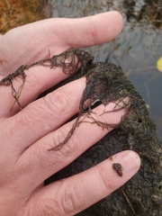 Odontoschisma fluitans