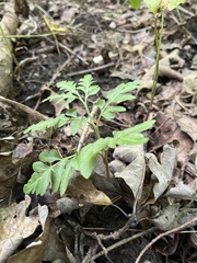 Sceptridium biternatum