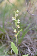 Epipactis