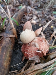Geastrum rufescens