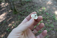 Lactarius aurantiacus