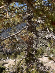 Pinus contorta murrayana