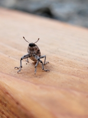 Cyphocleonus achates