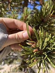 Pinus contorta murrayana