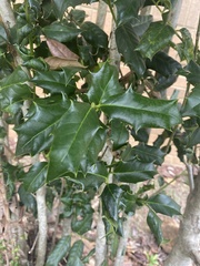 Ilex cornuta