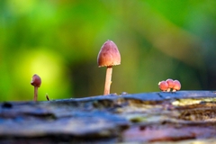 Mycena kuurkacea