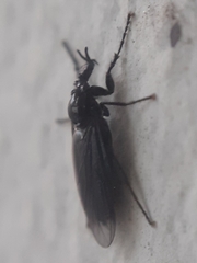 Bibionidae