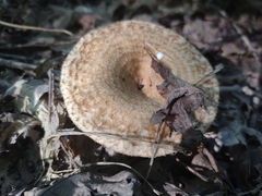 Lactarius dispersus