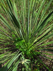 Yucca arkansana