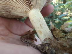 Lactarius dispersus