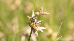 Bolboschoenus maritimus
