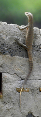 Varanus bengalensis