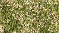 Bolboschoenus maritimus