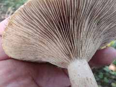 Lactarius dispersus
