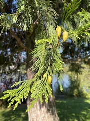 Calocedrus decurrens