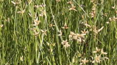 Bolboschoenus maritimus