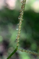 Paspalum conjugatum