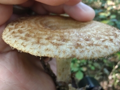 Lactarius dispersus