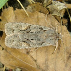 Lithophane furcifera