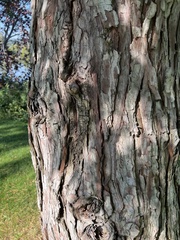 Calocedrus decurrens