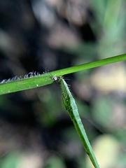 Paspalum conjugatum