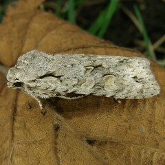 Lithophane ornitopus