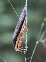 Homalodisca insolita