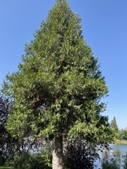 Calocedrus decurrens