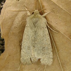 Orthosia cruda