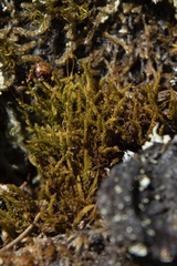 Aulacomnium androgynum