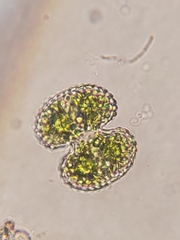 Cosmarium