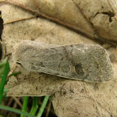 Orthosia populeti