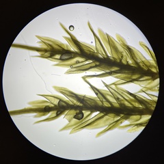 Aulacomnium androgynum