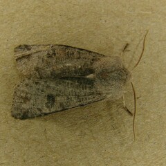 Orthosia populeti